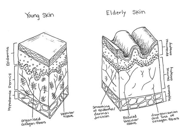 whatiscollagenbeautyfoodkalumi