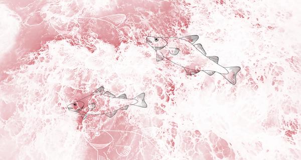 collagenbeautyfoodkalumi